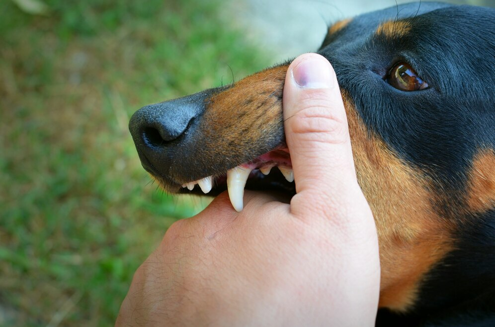 Michigan’s Dog Bite Laws: What You Need to Know
